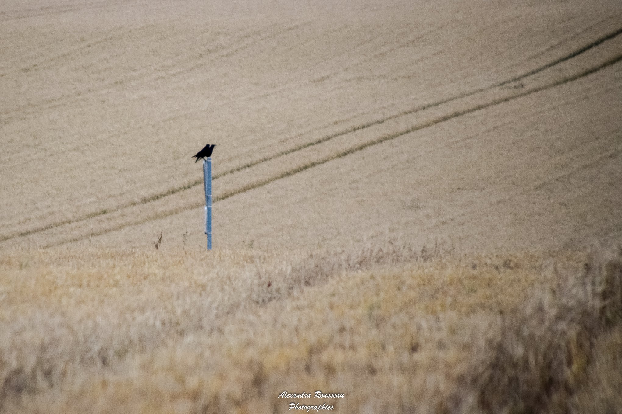 Le corbeau et le renard... - Alexandra Rousseau Photographies | Facebook