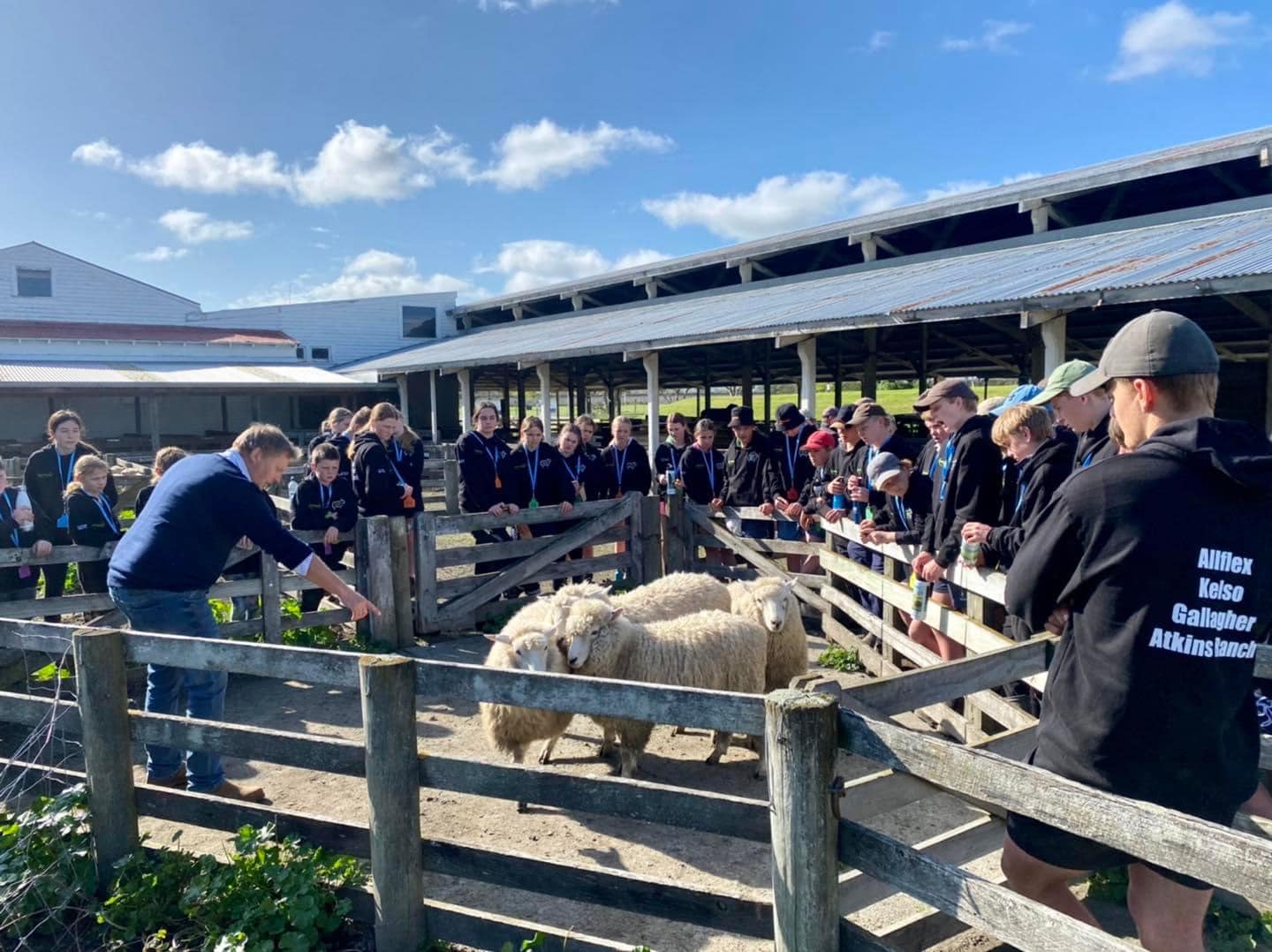 Future Sheep New Zealand