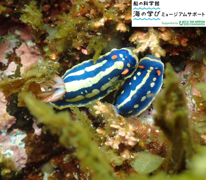 新しい植物化石2点を追加しました！】 第2展示室の古生代の展示エリア