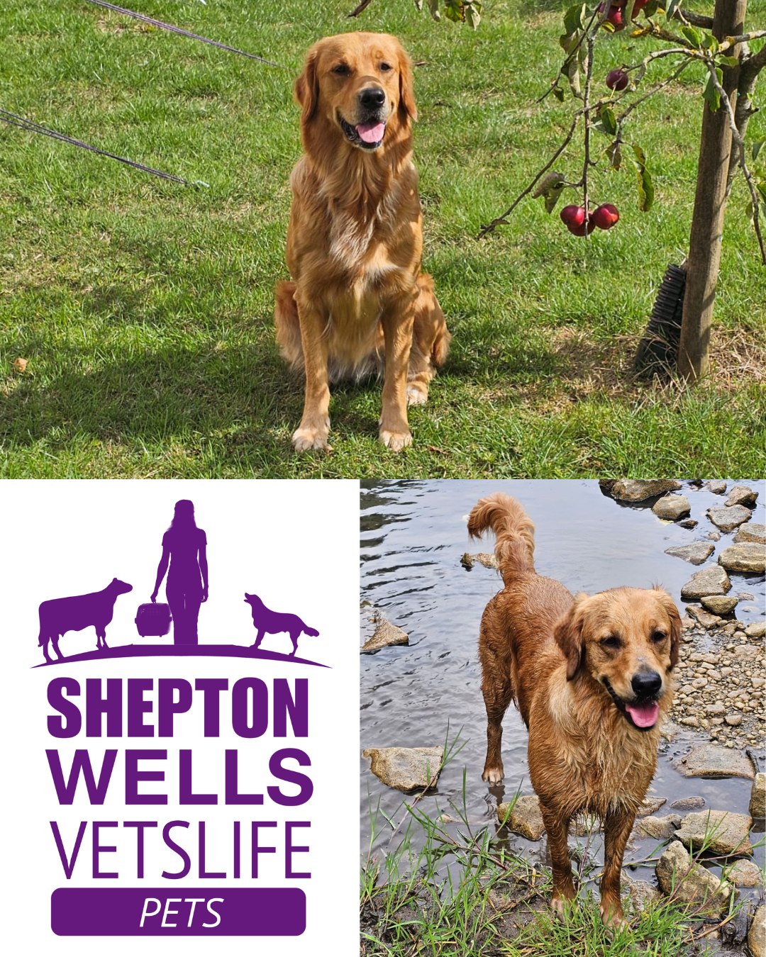 Shepton Vets - In this week's Vet's Life article, Vet... | Facebook