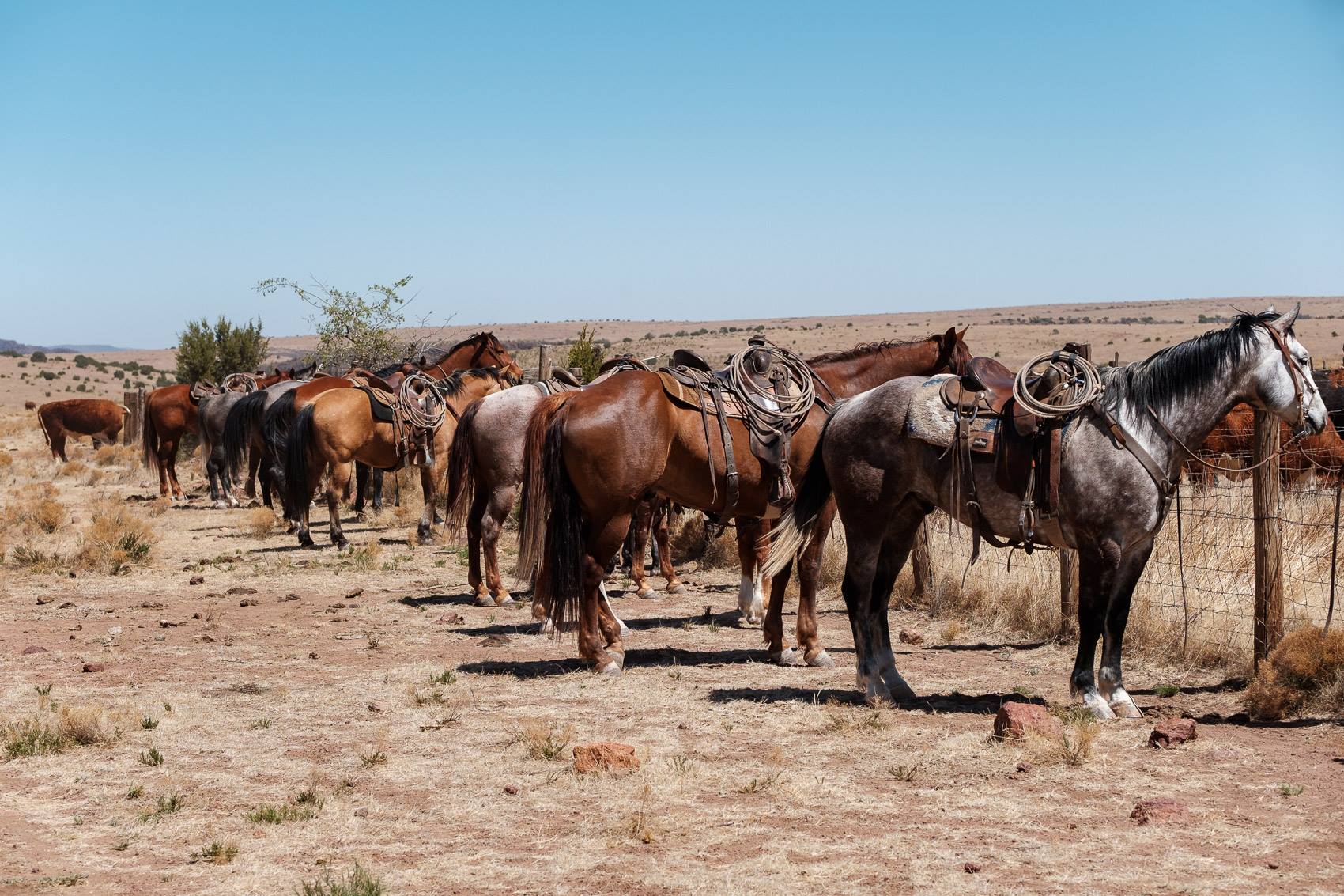 Lunch time at the Kokernot... - Spirit of the American West | Facebook