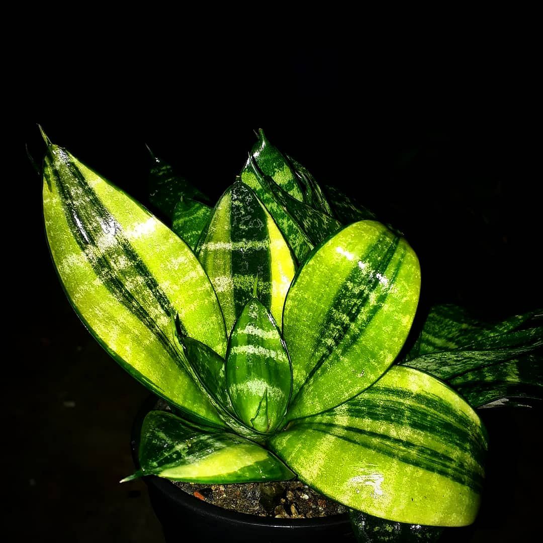 Sansevieria Manny Pacquiao hybrid plant