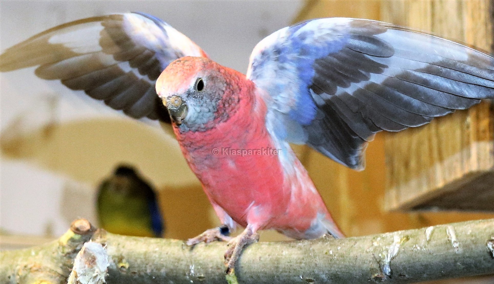 Beautiful & Cute 💗💛🤍🖤... - K&S Parrots, Parakeets Farm