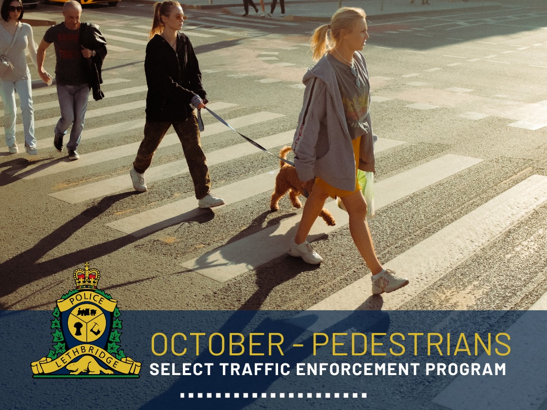 🚶‍♀️🚦 Pedestrian Safety Month... - Lethbridge Police Service | Facebook
