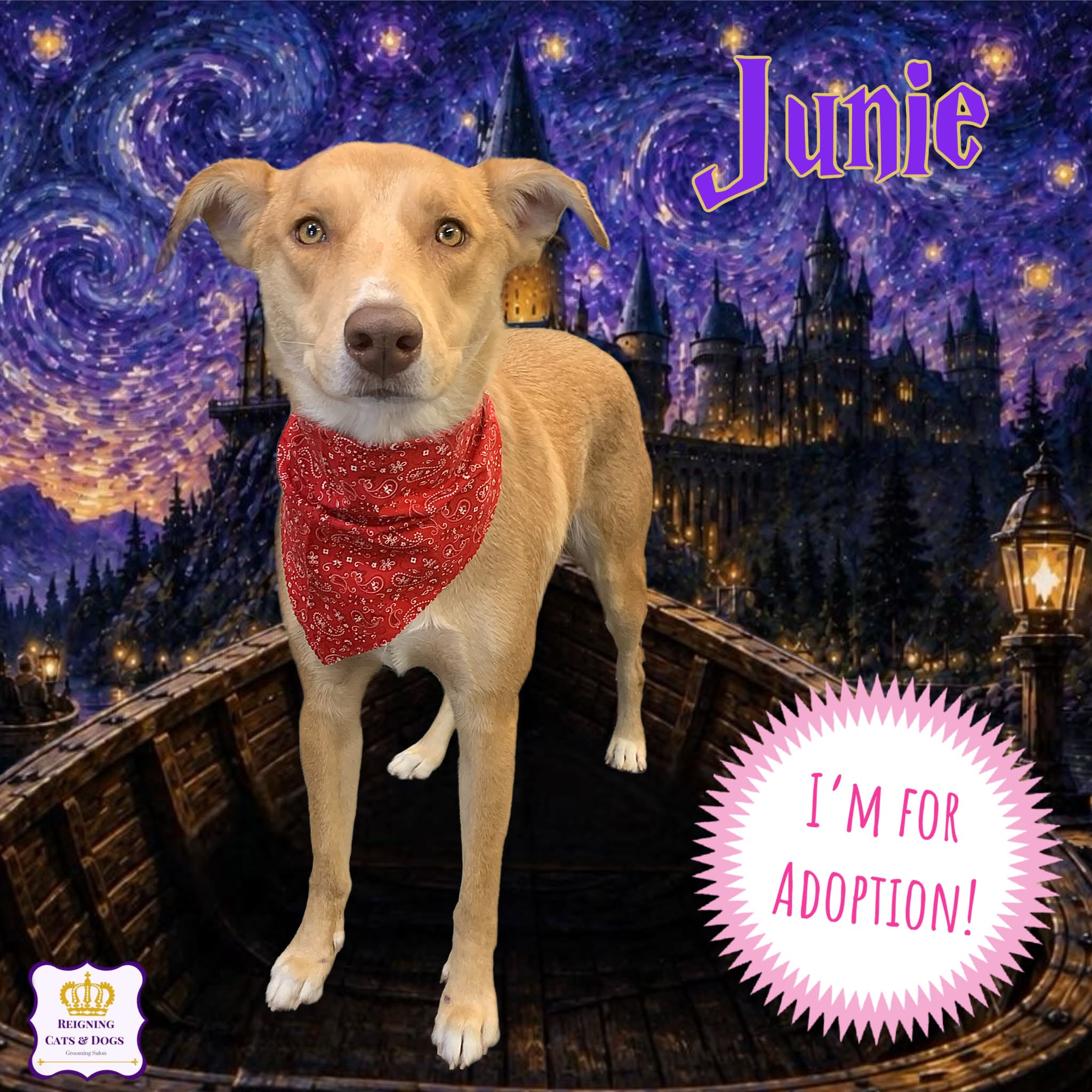 Reigning Cats & Dogs | Hillsdale NJ