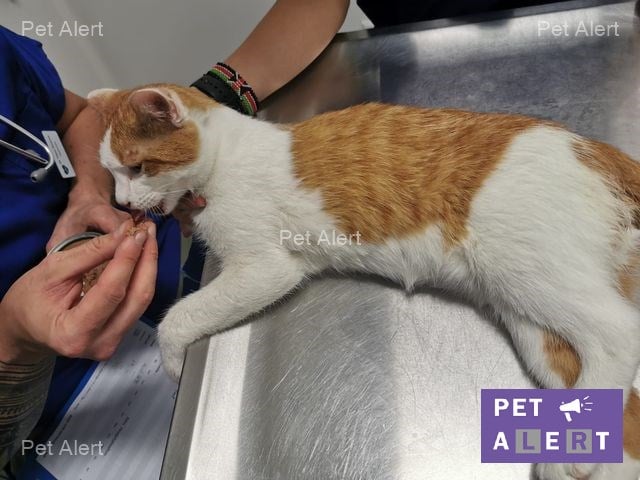 Trouve Blesse Chat Blanc Et Roux A Pet Alert Geneve Facebook