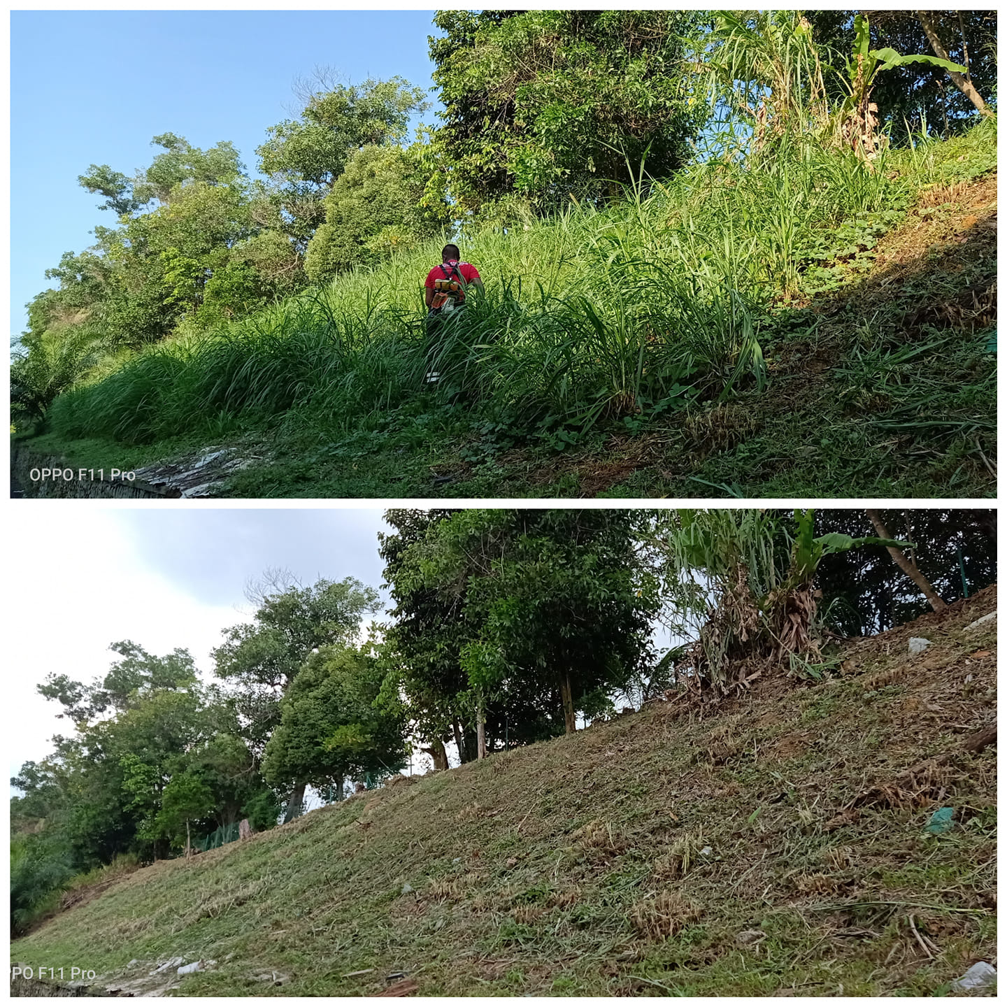 Mencantas & Menebang Pokok Dan Memotong Rumput Sekitar Johor Bahru