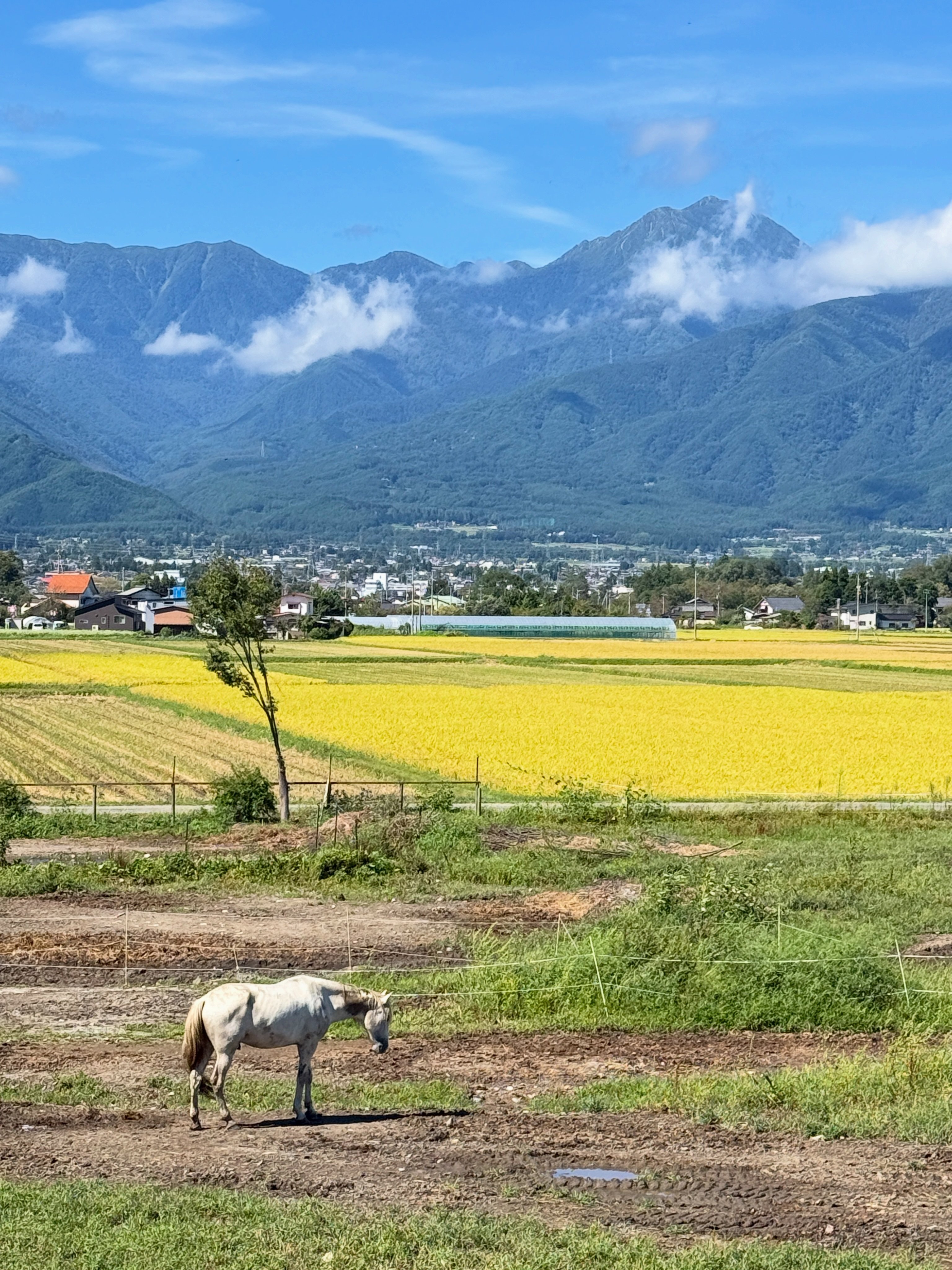 青空に覆われた安曇野 常念岳をはじめ、北アルプスの山並みがきれいに