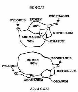 Mukurweini Dairy Goats and breeding - Dairy goat Digestive System A ...