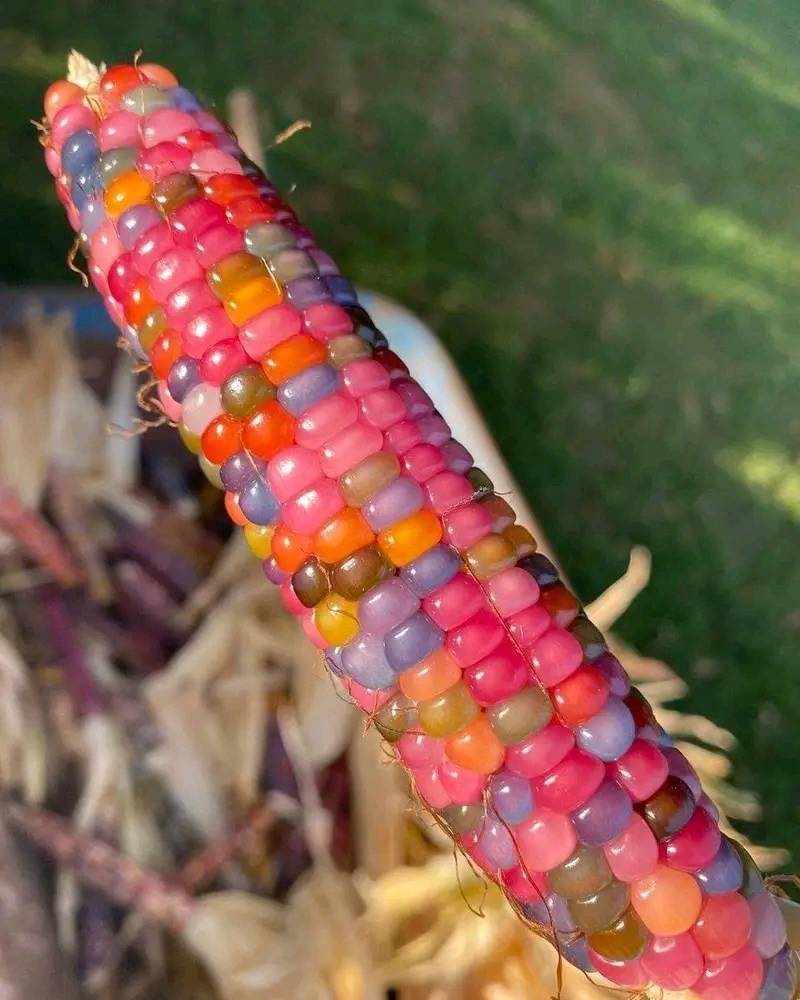Real multicolored corn varieties without artificial dyes
