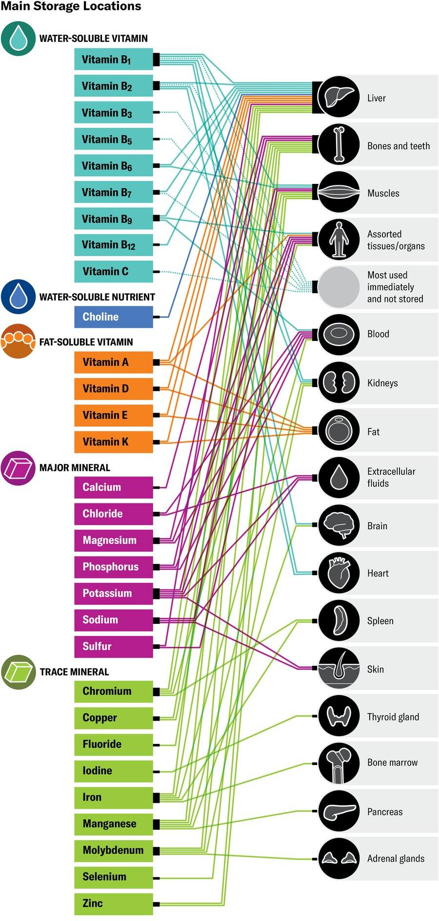 William - Where vitamins and minerals are stored in the body Vitamins ...