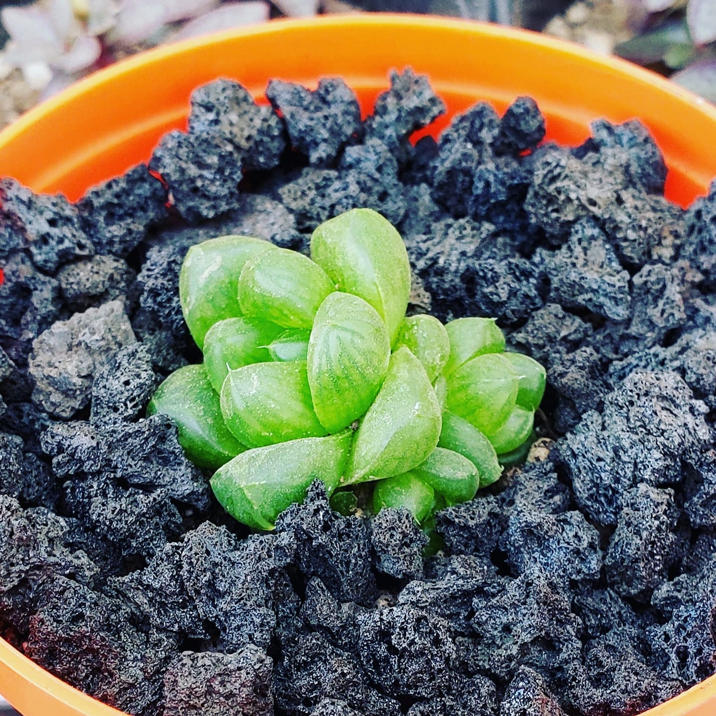 ⛔Agotado⛔ Haworthia Q12 . . .... - Bankala's Cactus