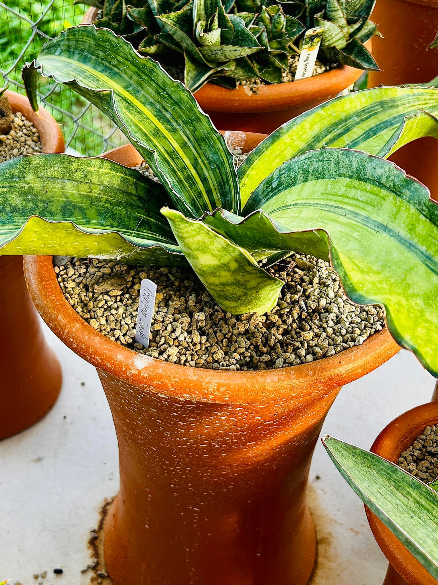 Sansevieria Phupamorn, Silver Dragon and Dragon jade