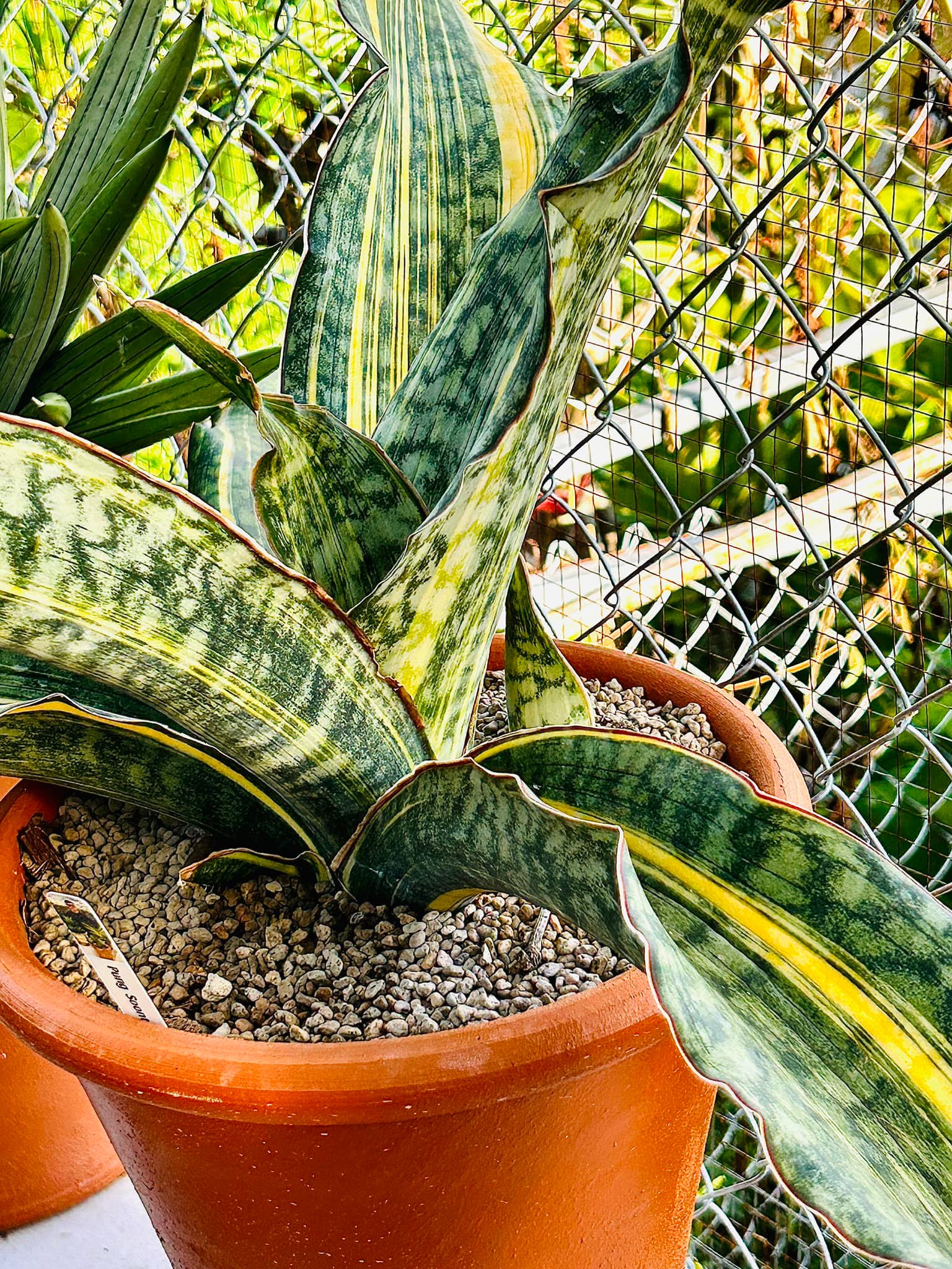 サンスベリア Sansevieria Silver Dragon v A Sansevieria Phupamorn, Silver Dragon and Dragon jade