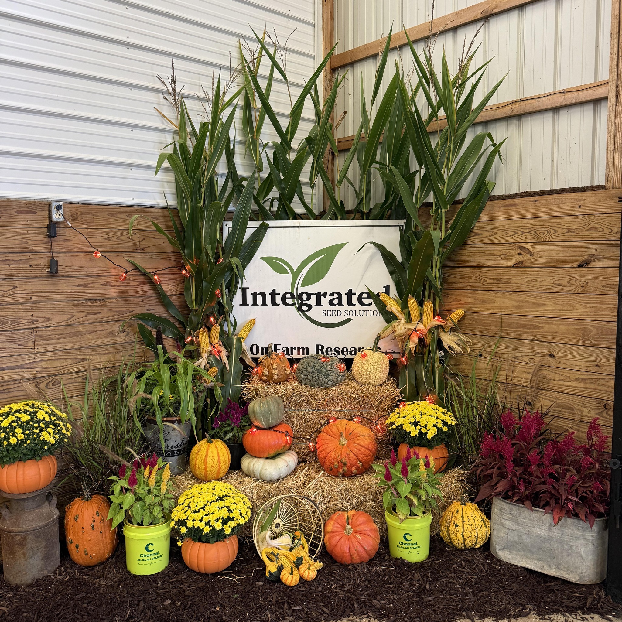 🌽Harvesting corn and building for the future! 👀Peek the new building in ...
