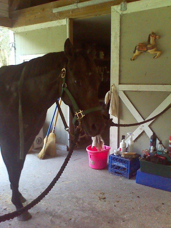 Race Horse Reclaim Thoroughbred Rescue | Columbia County FL