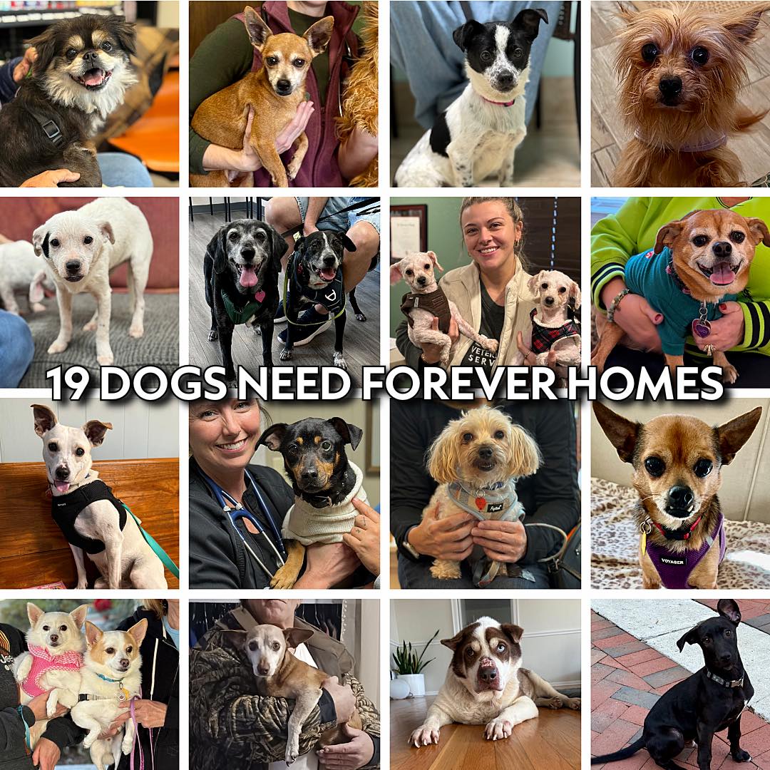 First -... - GRRR Georgia Rescue, Rehabilitation & Relocation | Facebook