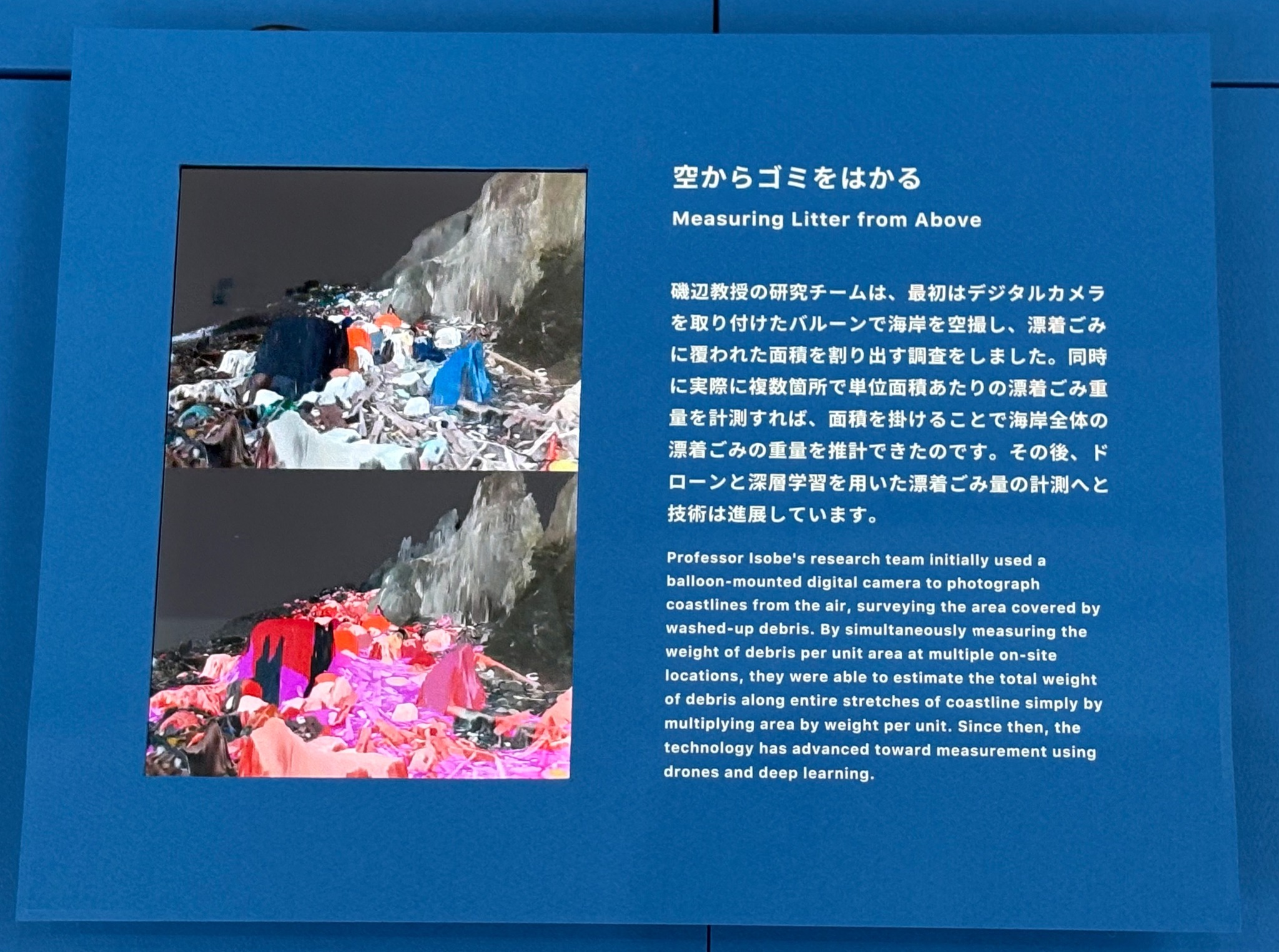 九州大学総合研究博物館 - タヌキの剥製＆骨格セット。剥製タヌキも