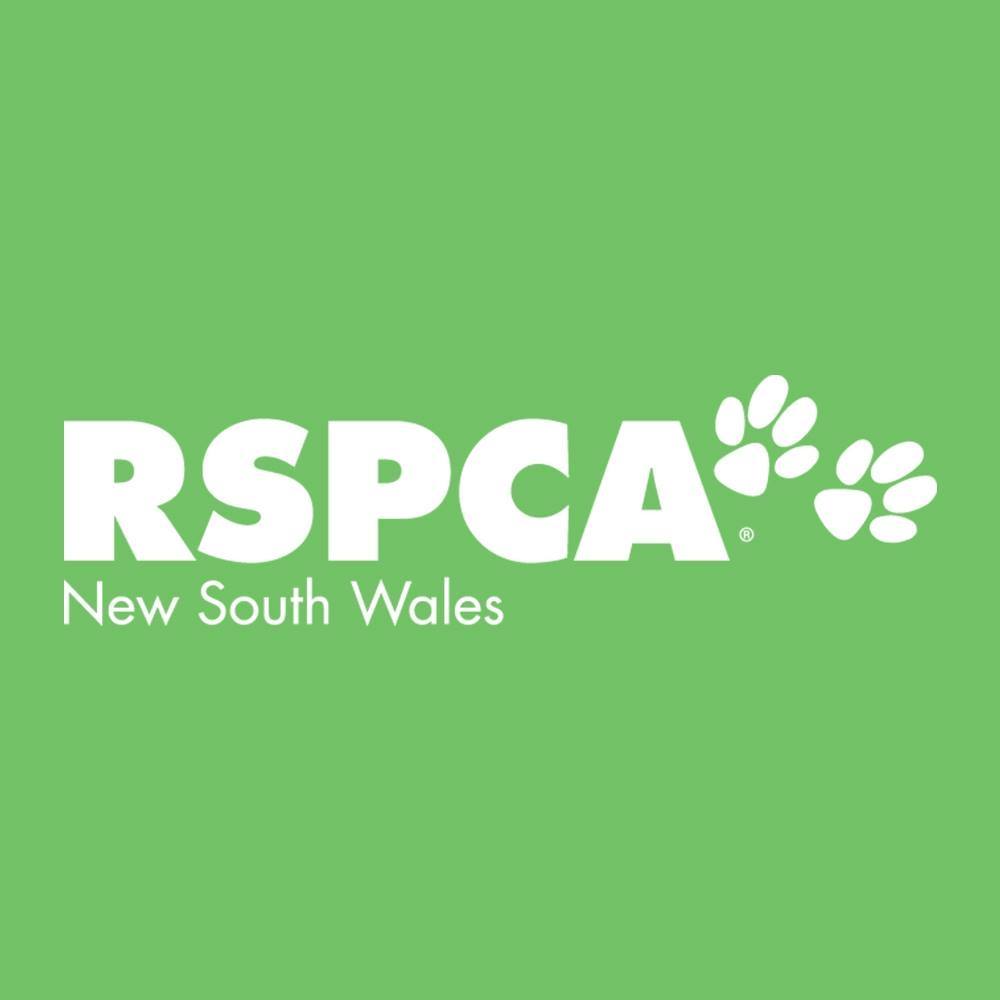 RSPCA - *EDIT*: Pumpkin has been adopted! Thank you for choosing to ...