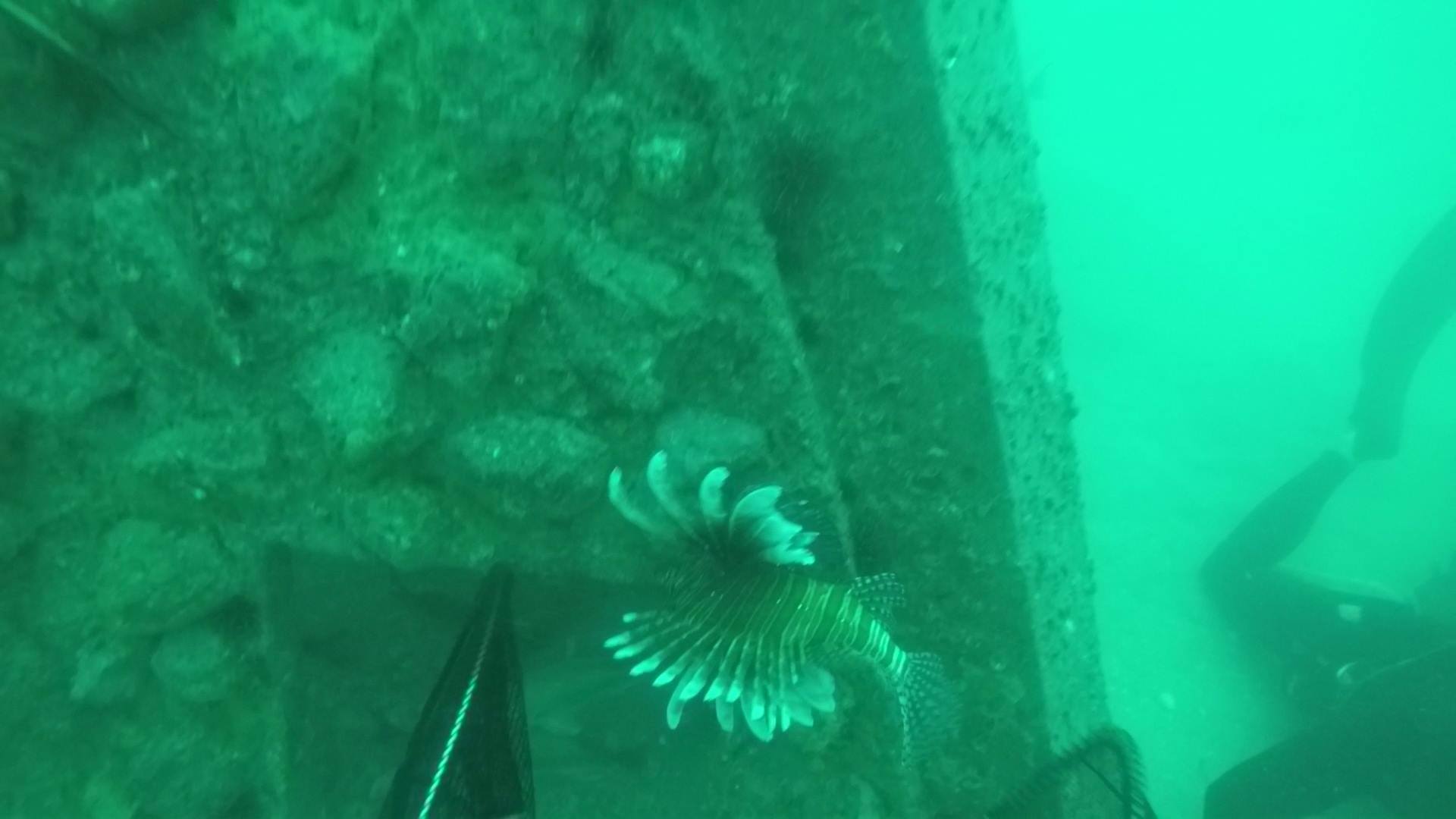 MBARA volunteer... - Mexico Beach Artificial Reef Association
