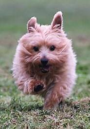 LOOK WHO SENT HIS PICTURES IN TO SAY... - Albery Dog Rescue