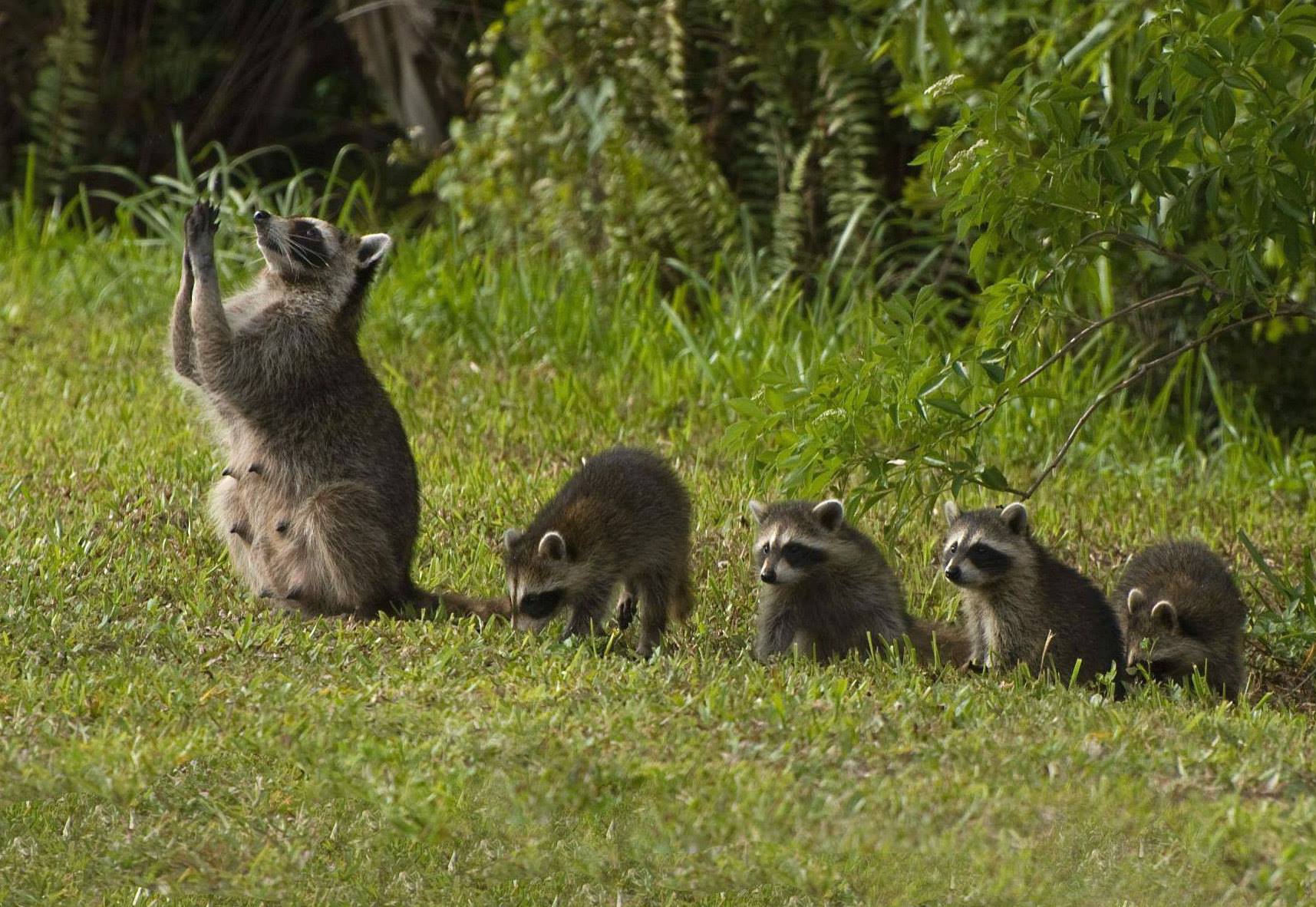 U.S. Department of the Interior - Raccoons use their nimble paws in ...