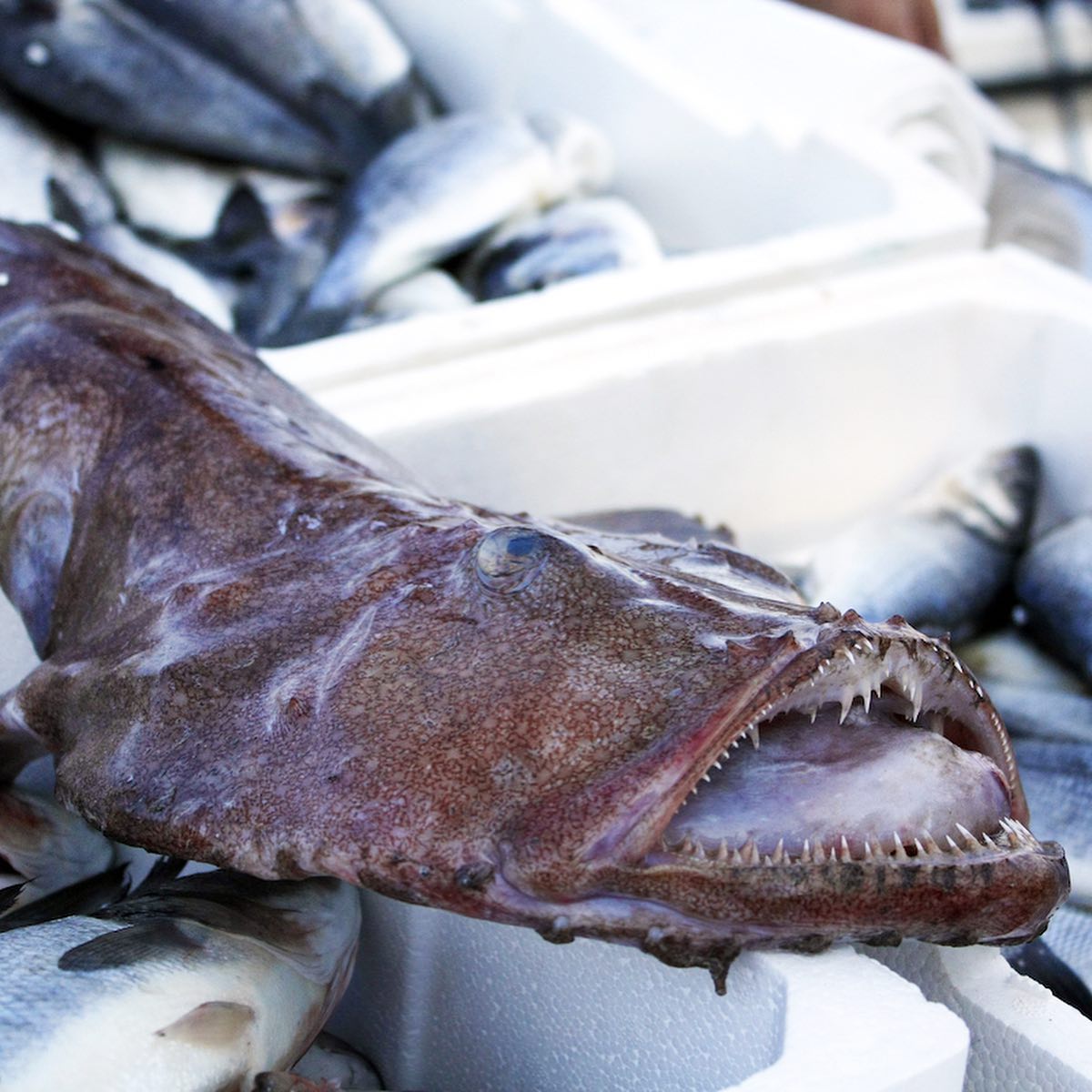 Arts Culinaires Lalotte Lotte Poissons Lotte Fish Facebook