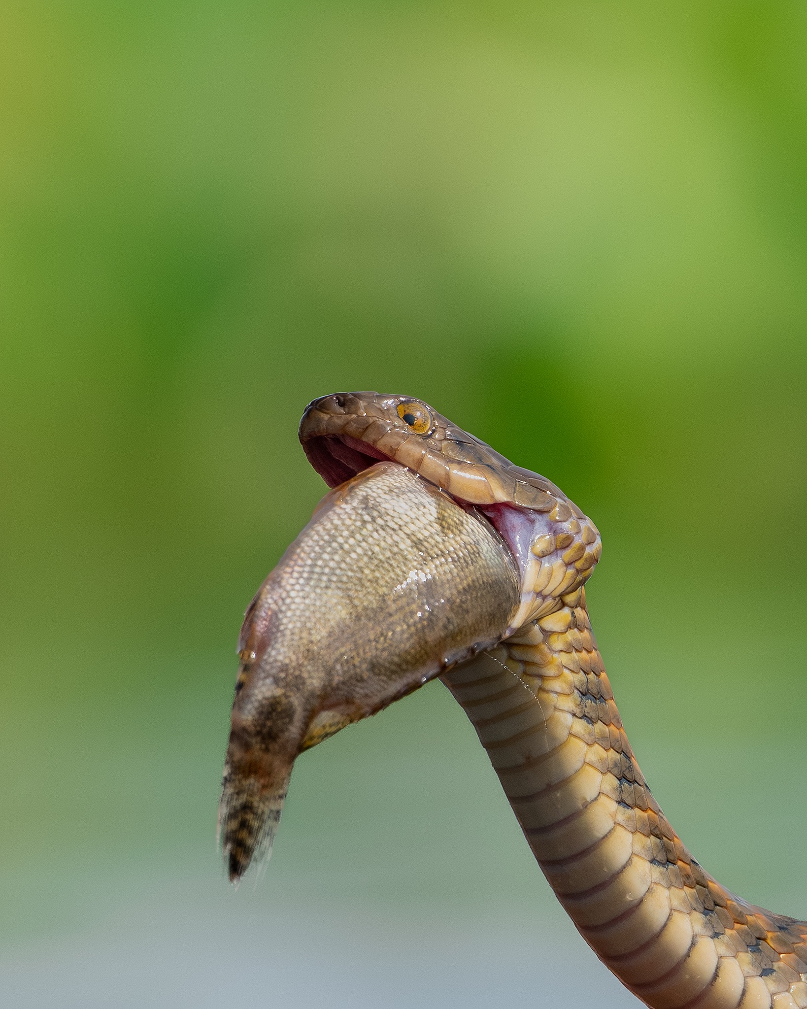 A water snake with 🐠📸 1/2500 f/6.3 iso800 Nikon z9