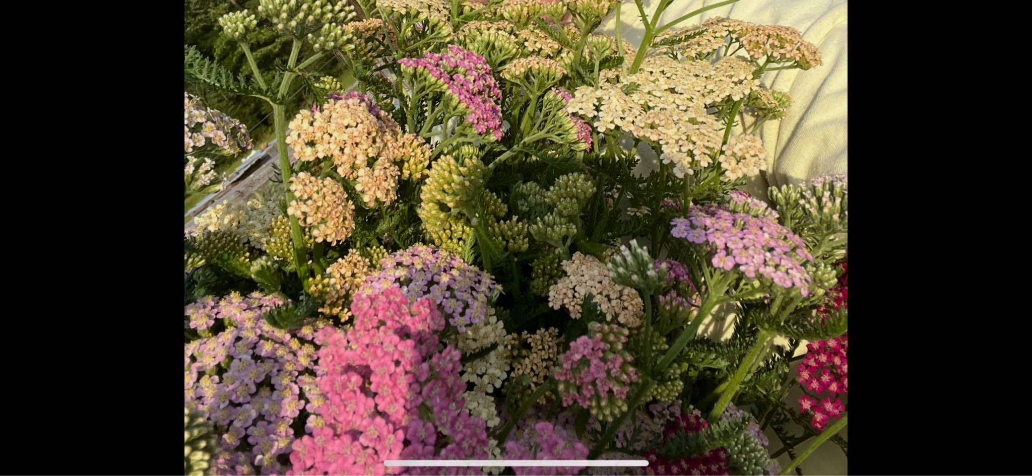 Yarrow & Bachelor Button Plants - Plants & Seedlings - Searcy, Arkansas ...