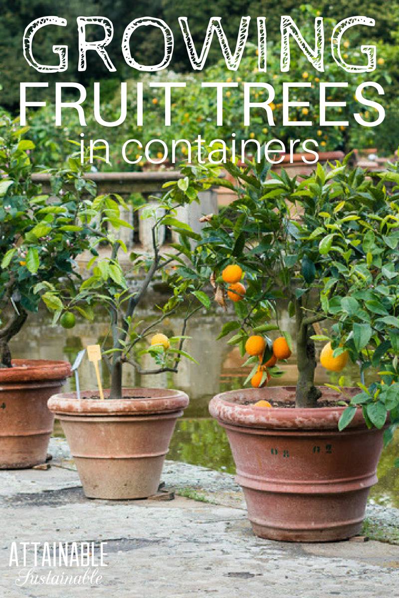Attainable Sustainable with Kris Bordessa - Did you know that you can ...