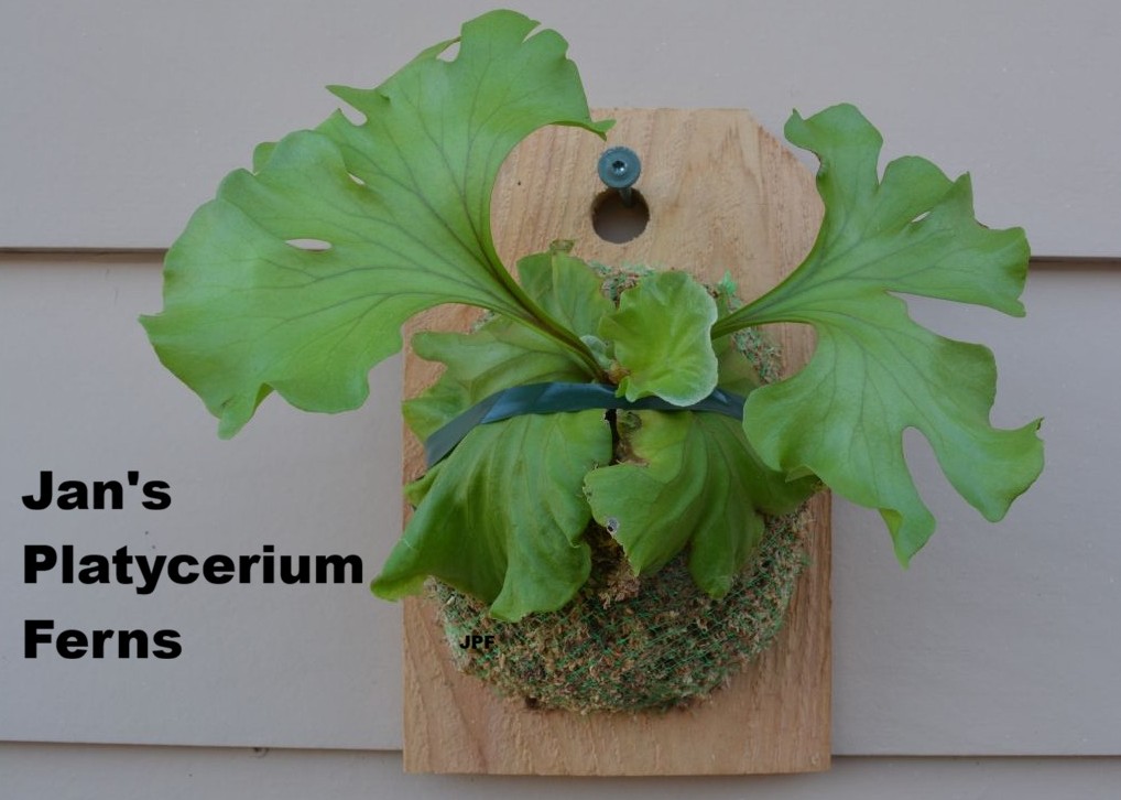 Platycerium Hillii Dragon