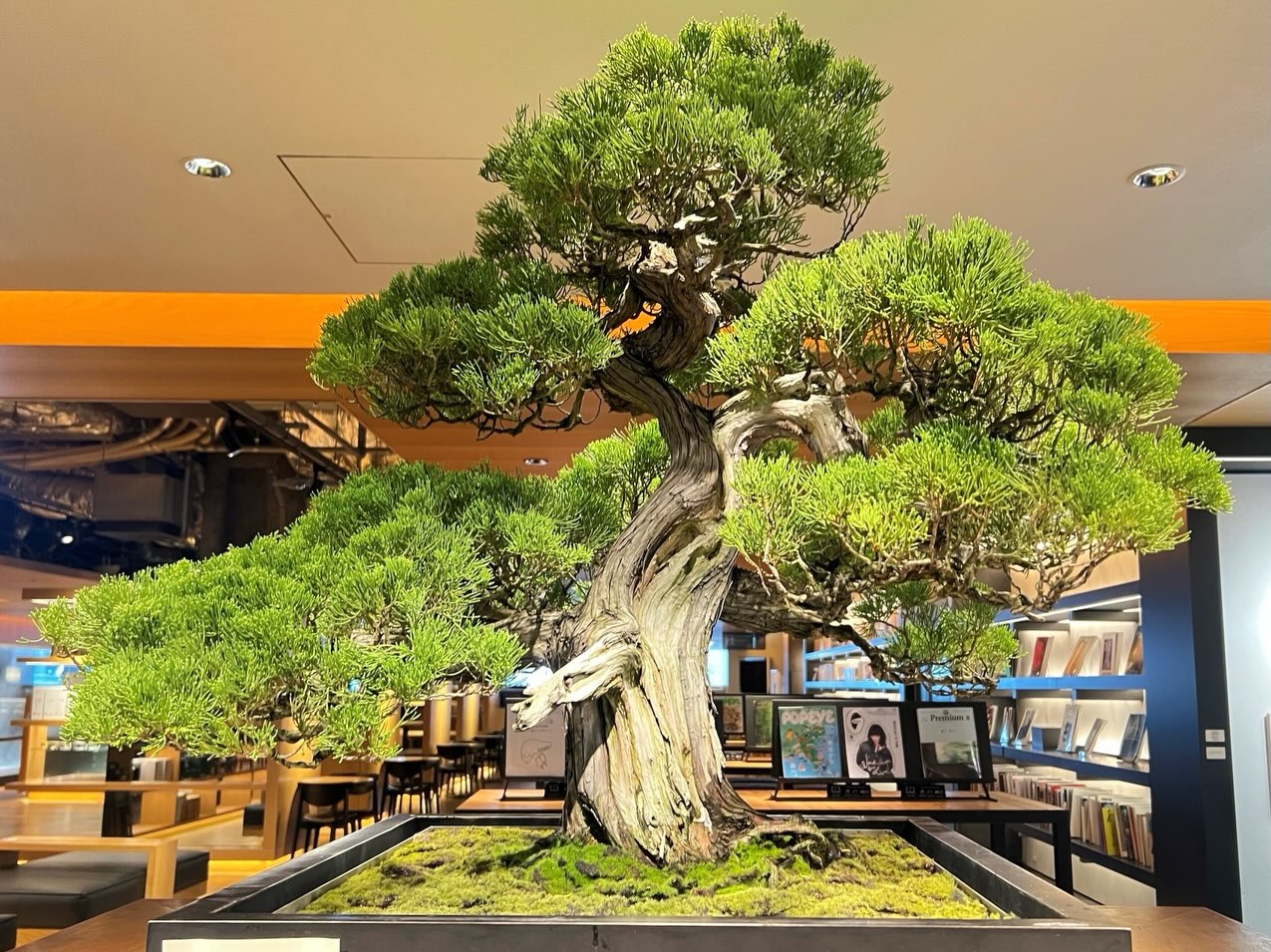 販売中／ 【盆栽】錦松 (ニシキマツ) 樹齢約100年 Japanese black pine