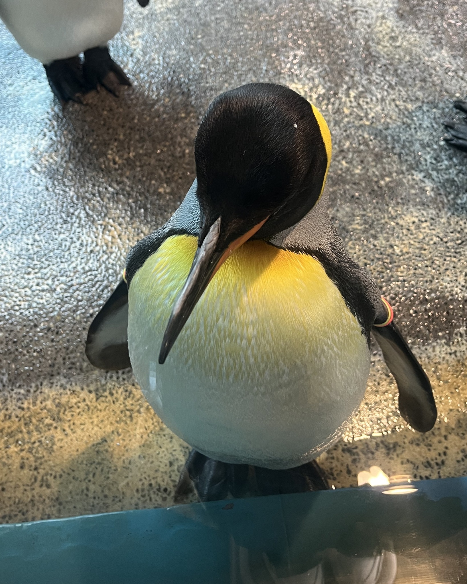 この角度、鳩胸っぽく見えますね🕊 #長崎ペンギン水族館 #penguin