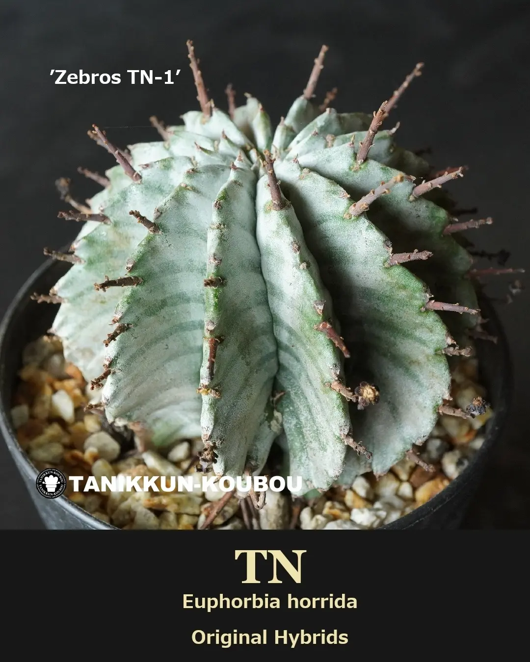 Euphorbia ホリダ NA1 たにっくん工房株 いよいよ明日より、たにっくん工房オンラインファームにて販売を開始し