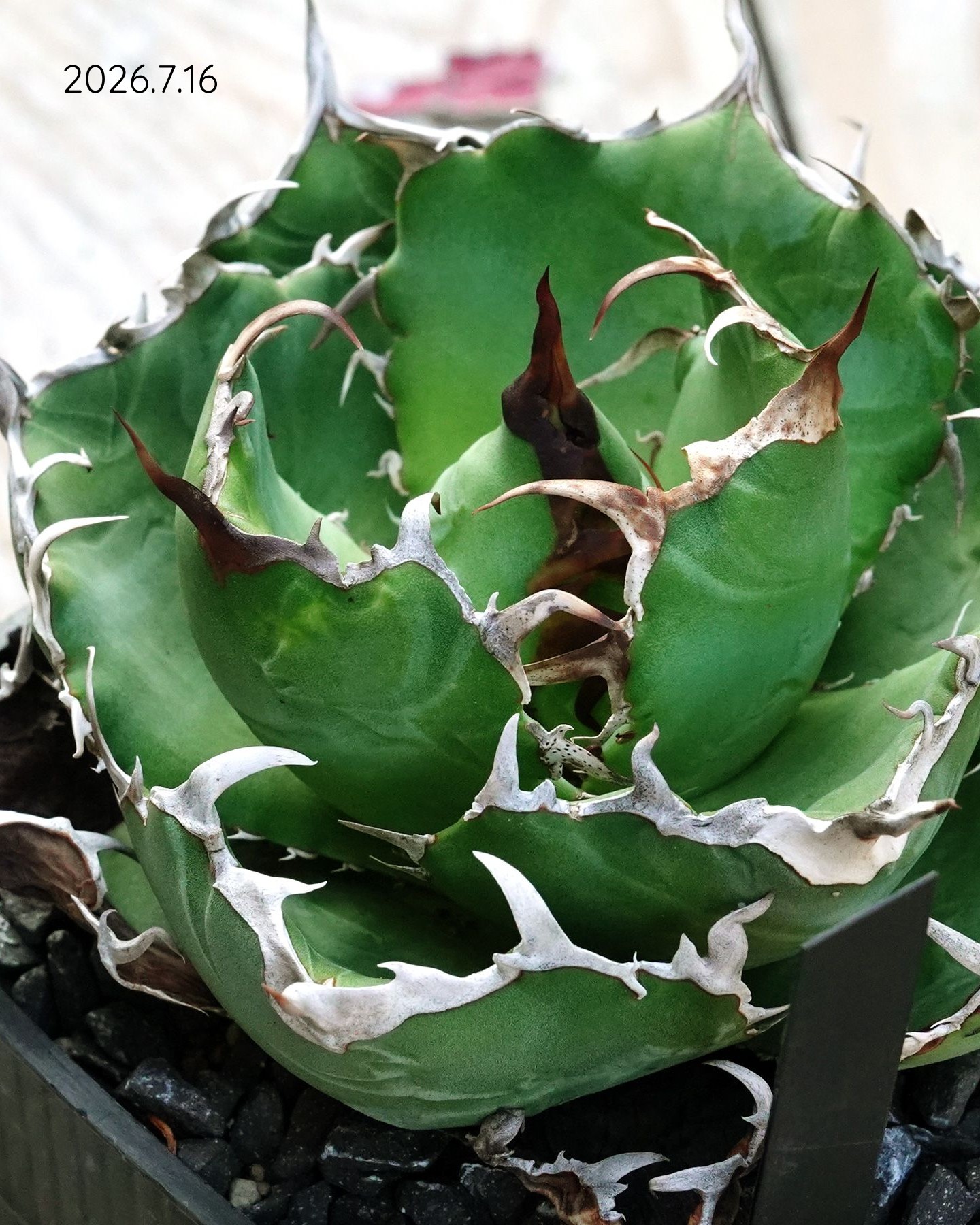 甲部白鯨 □ アガベ 旧来白鯨 Agave titanota 'Hakugei' traditional 近年、台湾