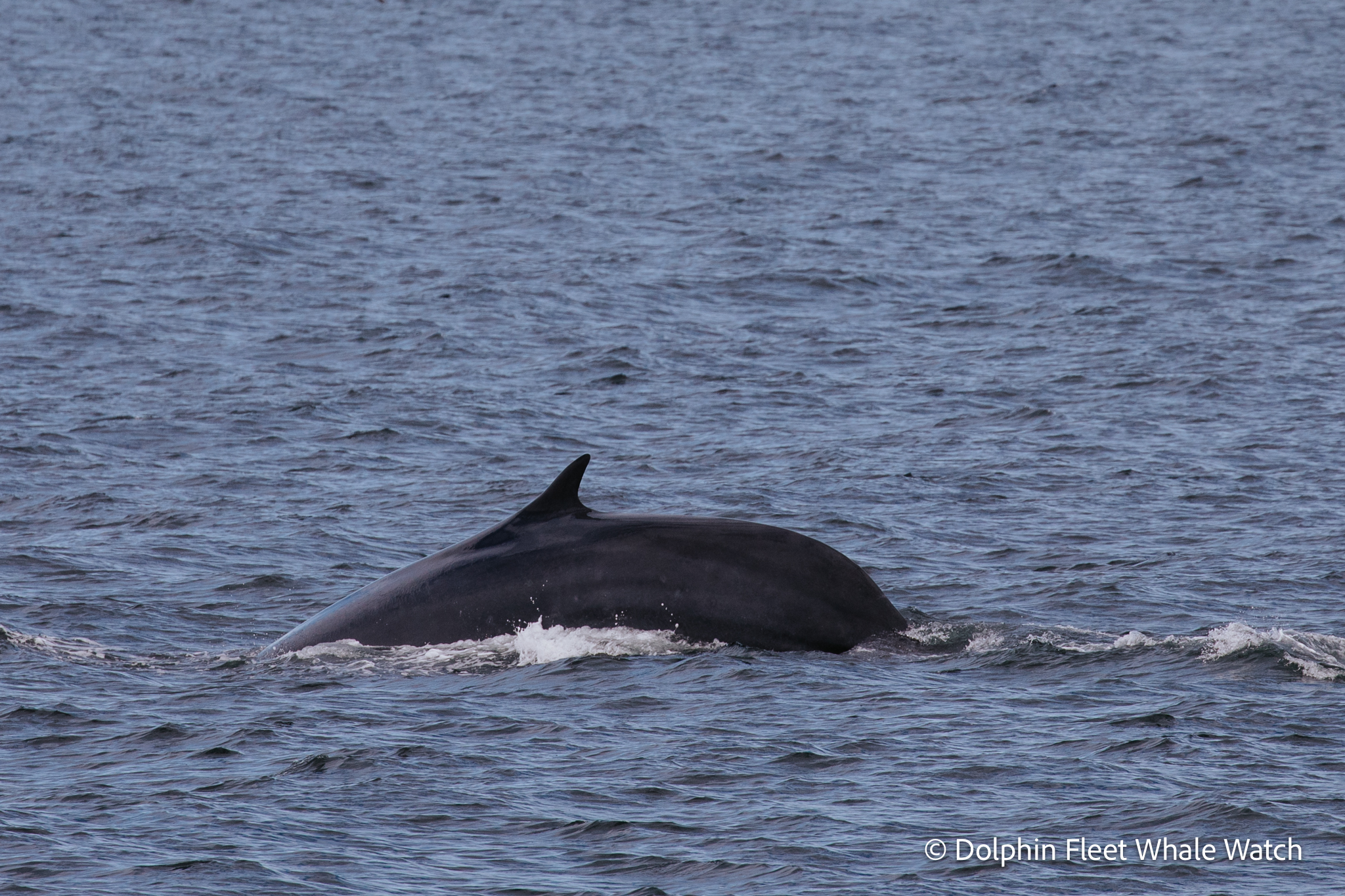 Dolphin - A high arching dive by a fin whale–we don't often get to see ...