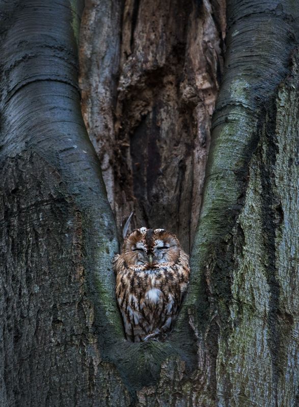 Arné Roest Natuurfotografie