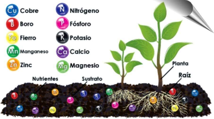 Los elementos nutritivos se... - Agronomía, Fitotecnia y Más.
