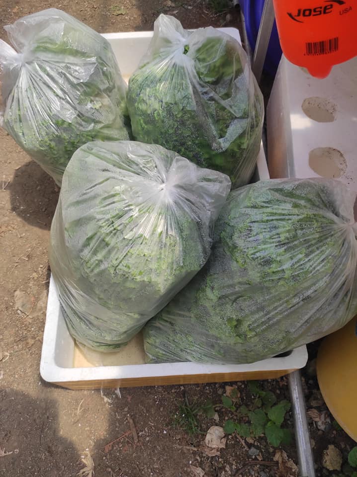 The Green Thumb Hydroponics Farm | Imus