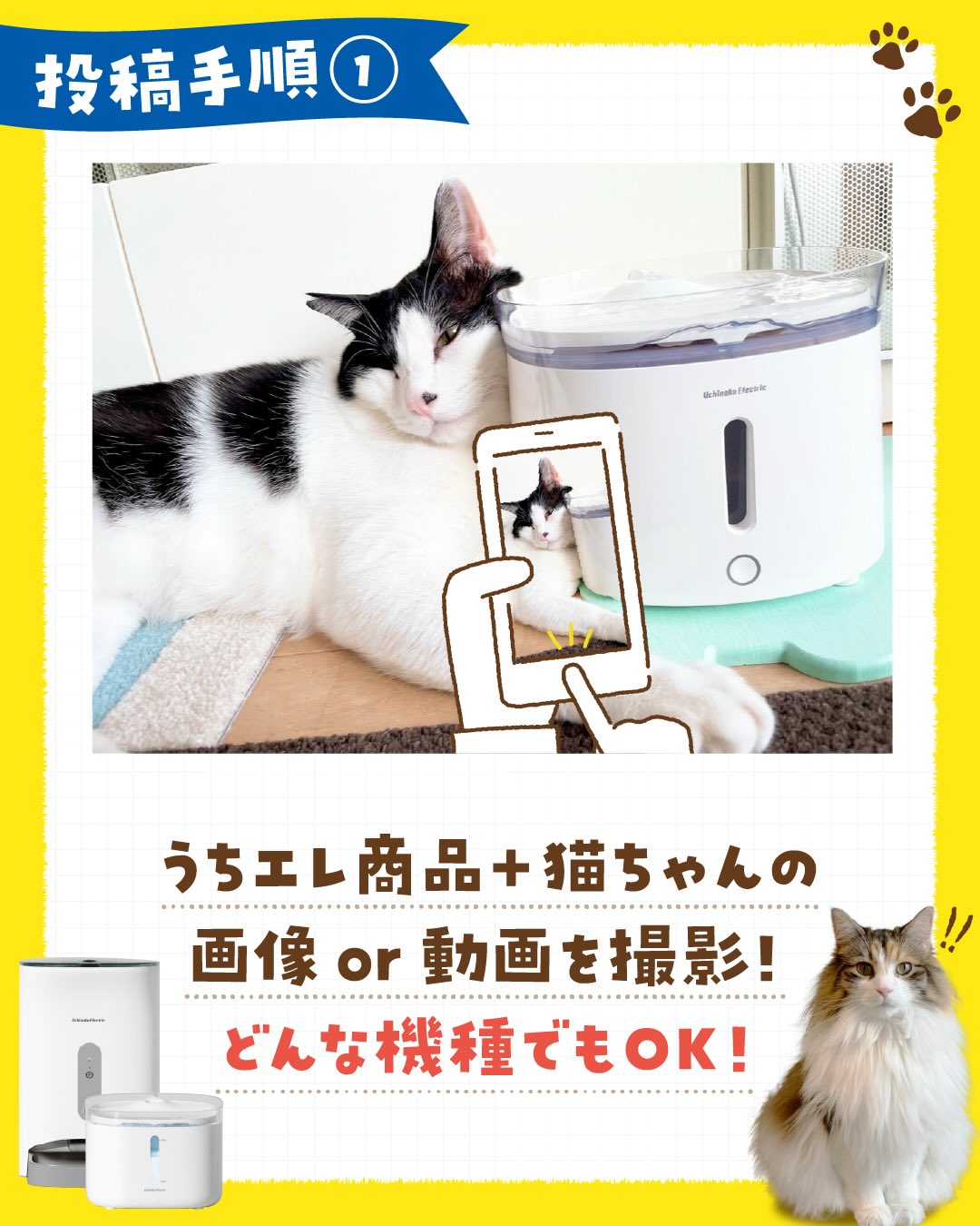 あなたの猫ちゃんの可愛い瞬間、 見せてください📸💕 🐱 うちエレ