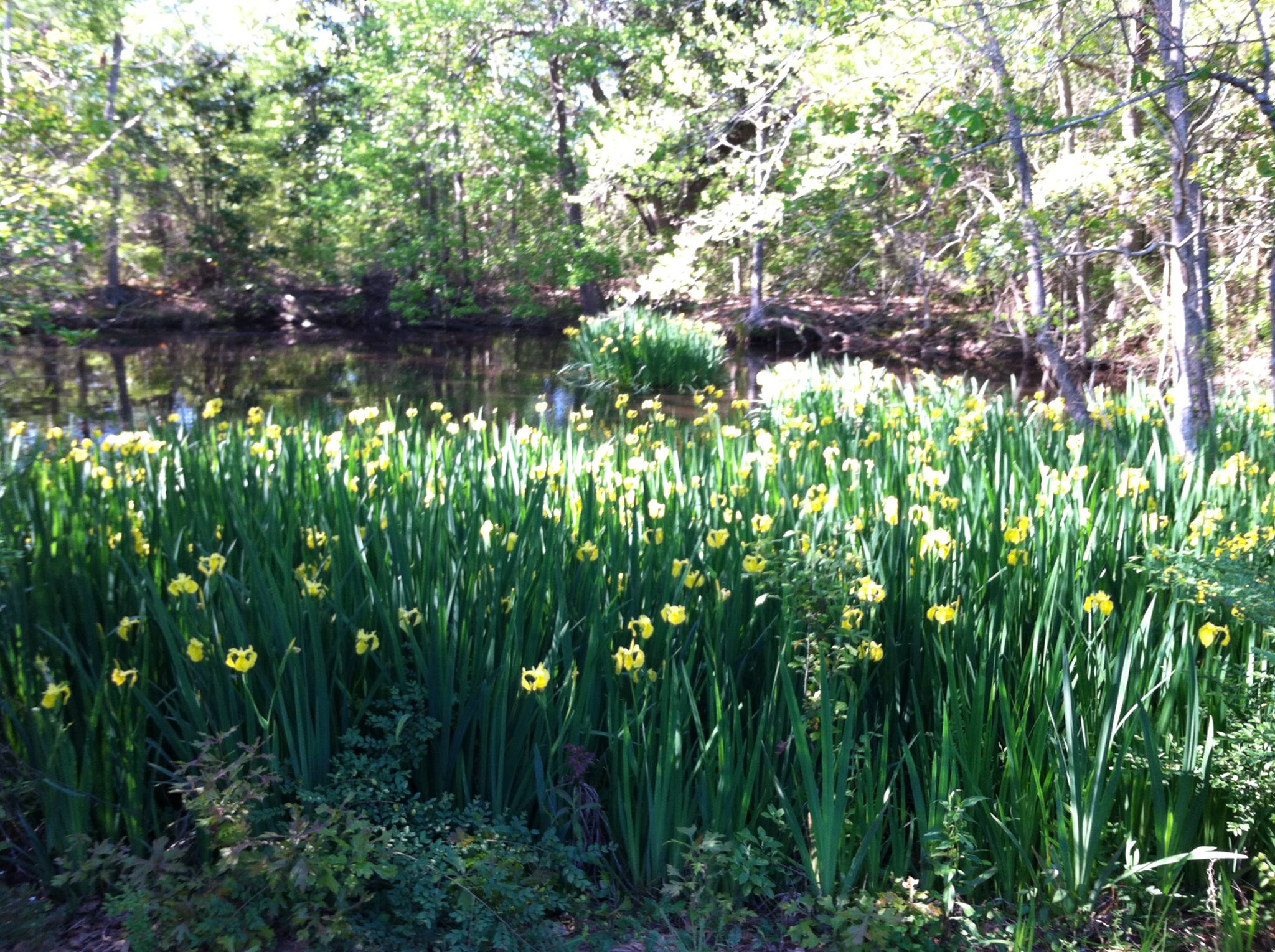 Bay Waveland Garden Club