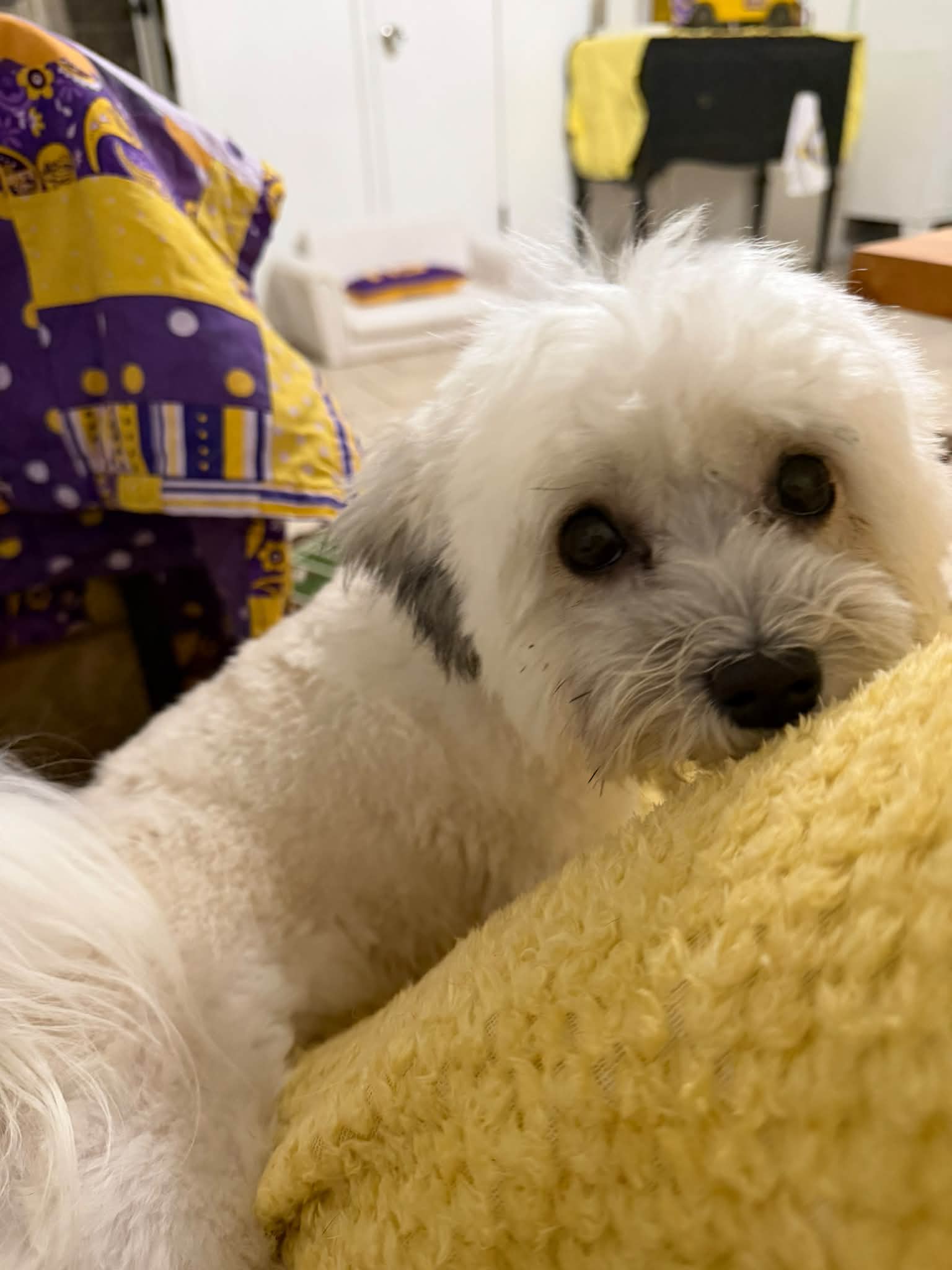 Rosie 🥰💛