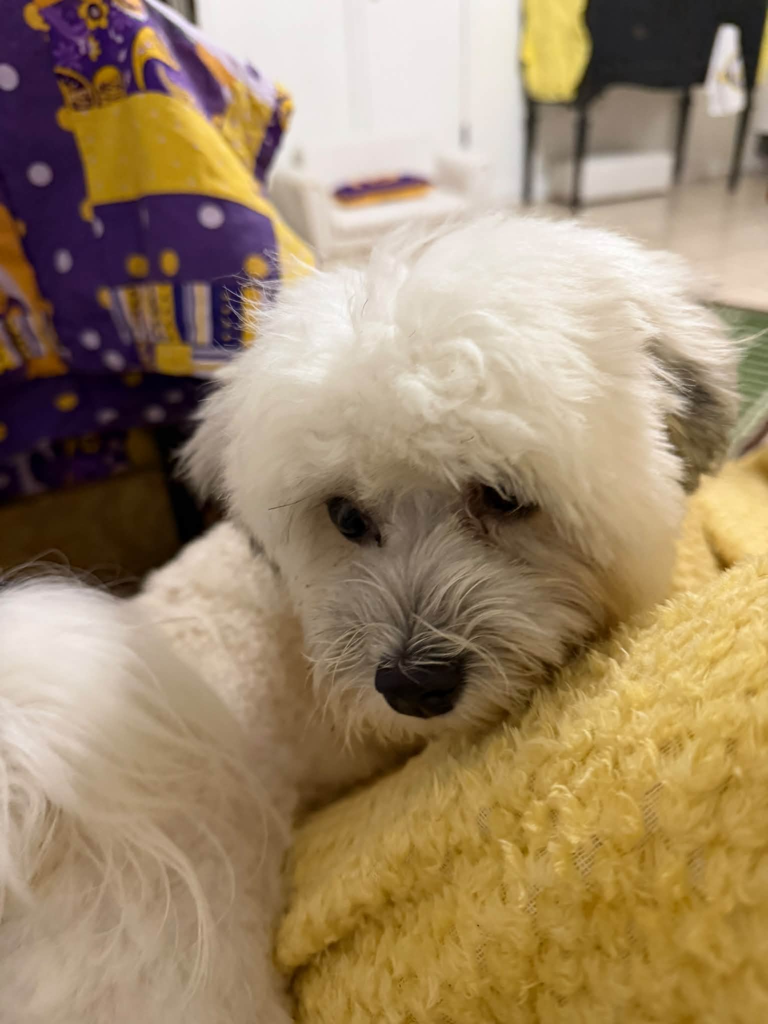 Rosie 🥰💛