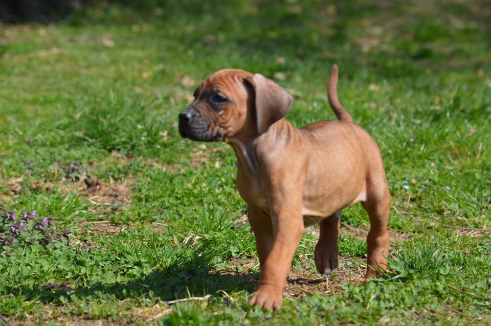 Cocker Spaniel & Rhodesian Ridgeback Delle Quattro Lune