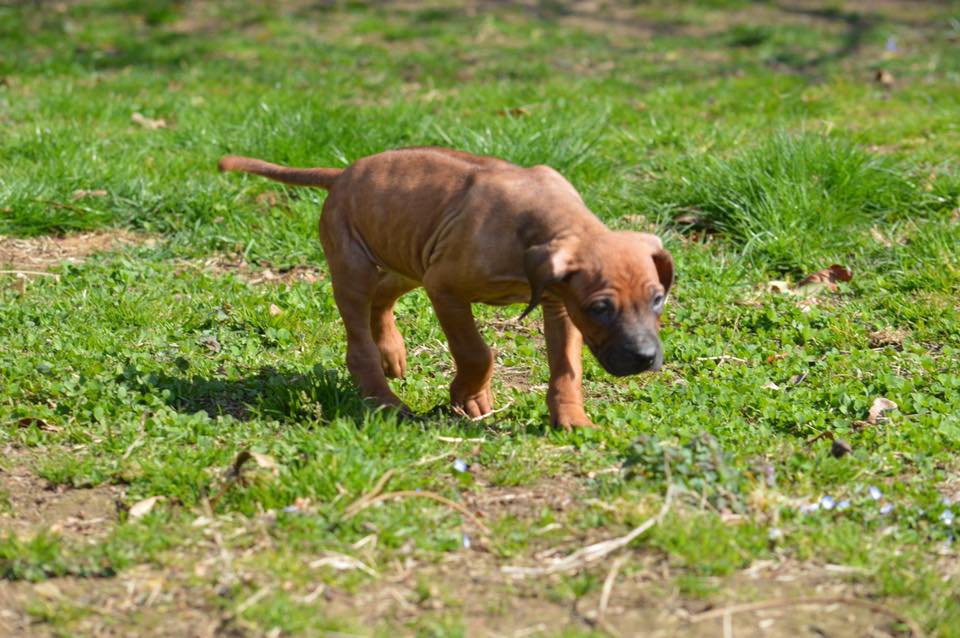 Cocker Spaniel & Rhodesian Ridgeback Delle Quattro Lune