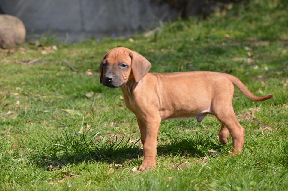 Cocker Spaniel & Rhodesian Ridgeback Delle Quattro Lune