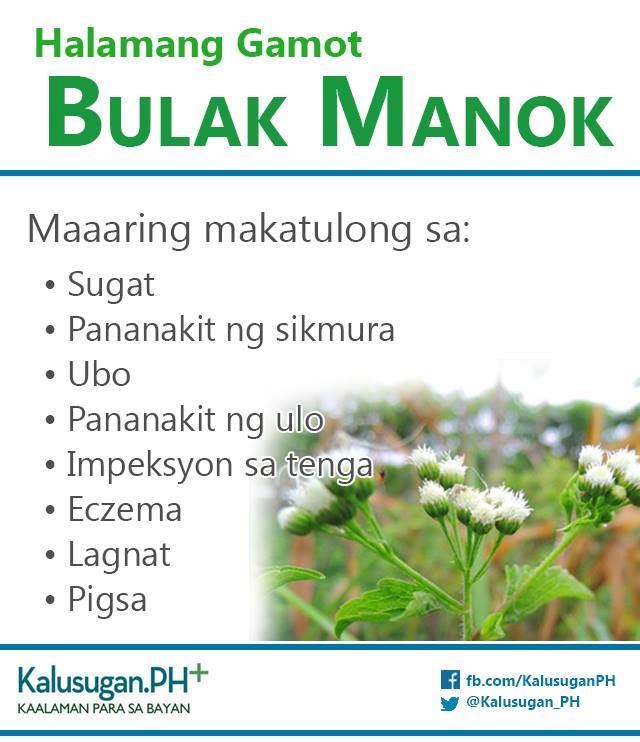 DJ - HALAMANG GAMOT: BULAK-MANOK KAALAMAN TUNGKOL SA BULAK-MANOK BILANG ...