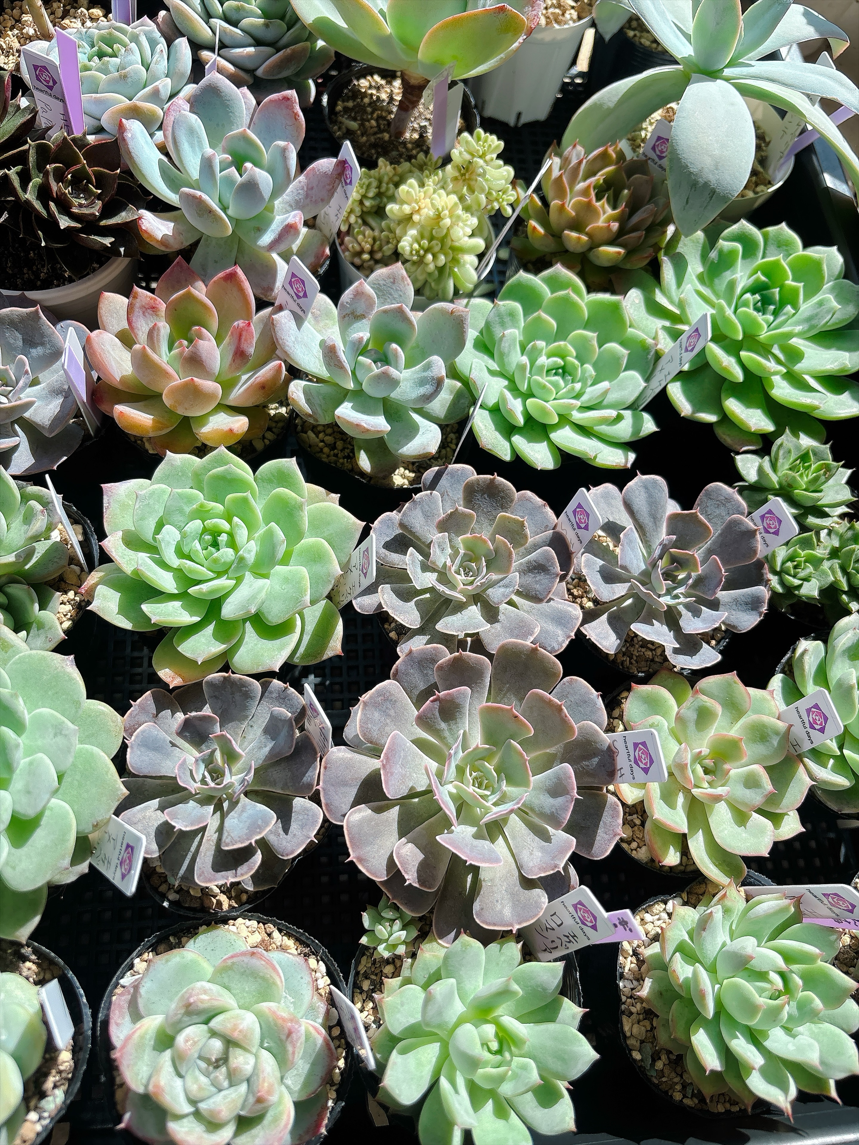 亀甲竜」そろそろ起きてきます🍀ハート型の葉が可愛いです😍ぜひこの