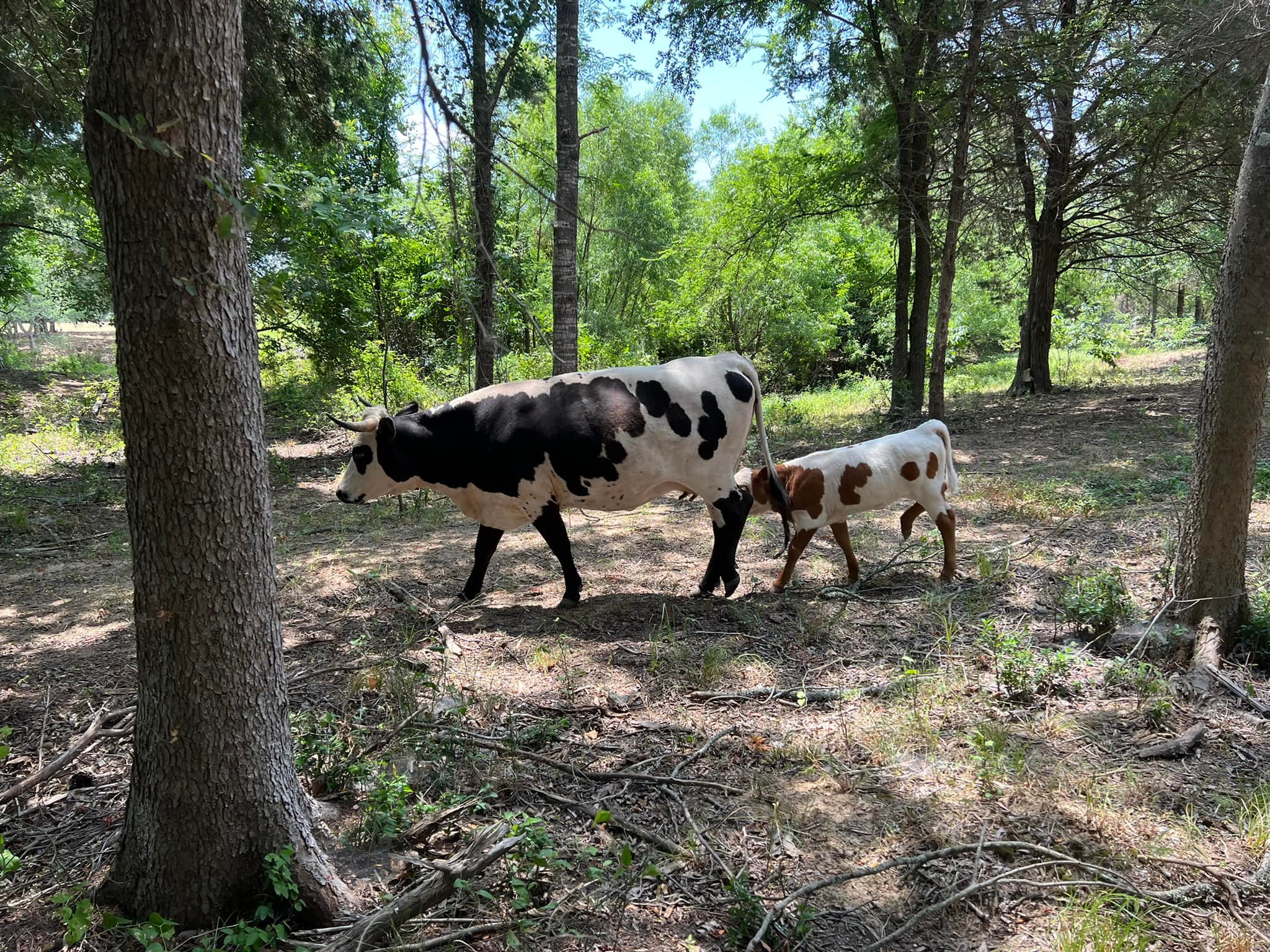 Four D Ranch