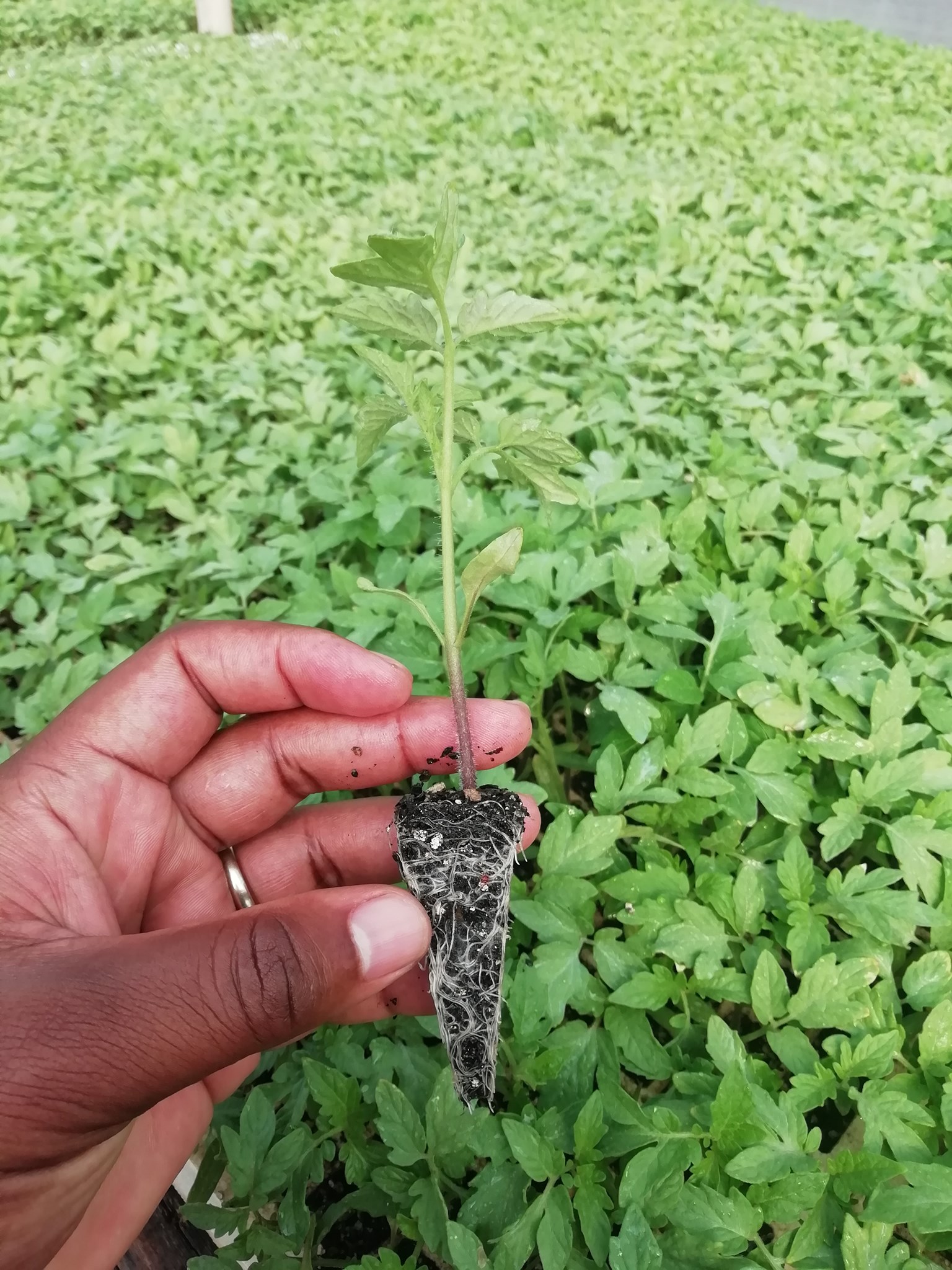 Benlite Seedlings | Harare African Township